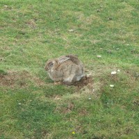 Rabbit